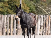 Mare, Mule — photo 3