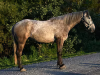 Horse (M), Horses — photo 2