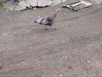 Turkeys — عکس 2