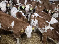 सांड, Simmental cattle — फ़ोटो 5