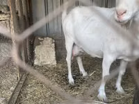 Get, Saanen goat — foto 5