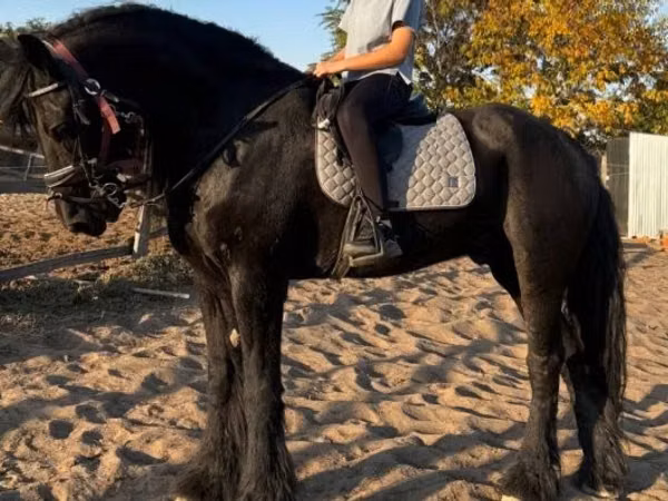 Cavallo, Friesian
