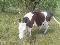Cow, Cattle — photo 2