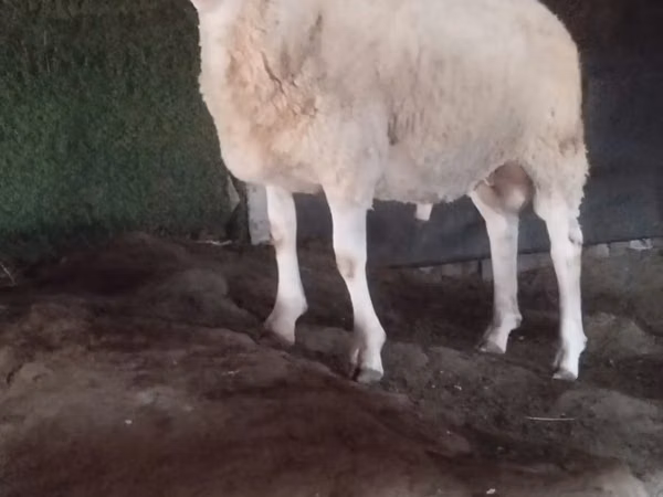 Ram, Sheep — Moldova