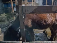 Kuda betina, Horses — foto 3