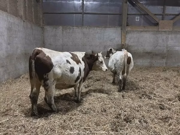 Bò cái, Montbéliarde