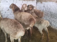 Vædder, Rhon sheep — foto 5
