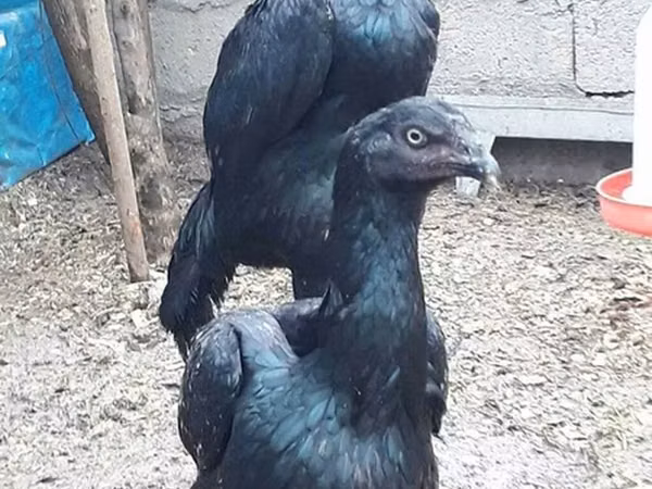 Shamo chickens