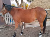 Kuda betina, Horses — foto 1