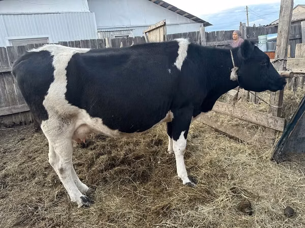 Cow, Holstein breed — Kazakhstan