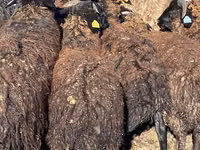 Sheep (batch, sex not specified), Karachay sheep — photo 2