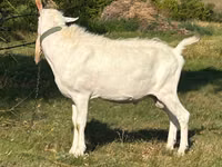 Kambing jantan, Saanen goat — foto 2