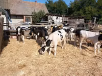 Bull, Russian Black pied cattle — photo 3
