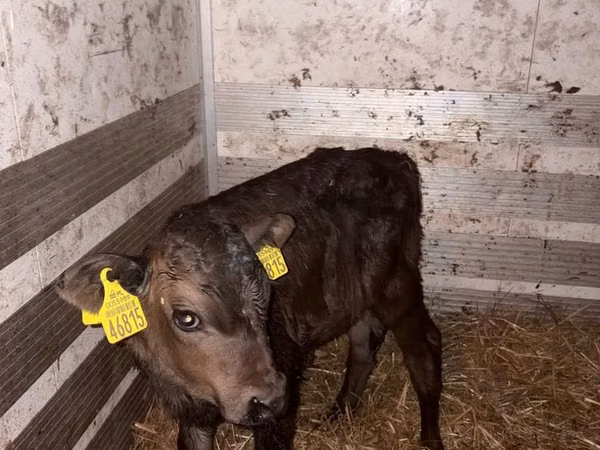 Cow, Limousin cow — Poland