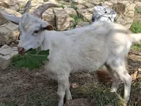 Goats (batch, sex not specified), Saanen goat — photo 4