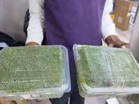 Azolla for Replanting - Big Leaves — снимка 4
