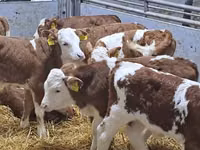 Bovini (lotto, sesso non specificato), Simmental cattle — foto 4