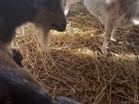 Geit, LaMancha goats — foto 3