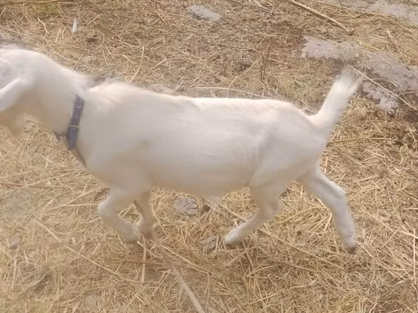 Kambing jantan, Goats — Kyrgyzstan