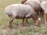Sheep, Sheep — photo 2
