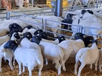 Ovan, Dorper sheep — fotografija 2