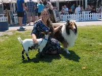Keçi, Saanen goat — foto 8