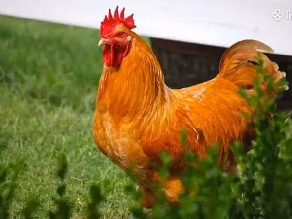Chickens — Armenia