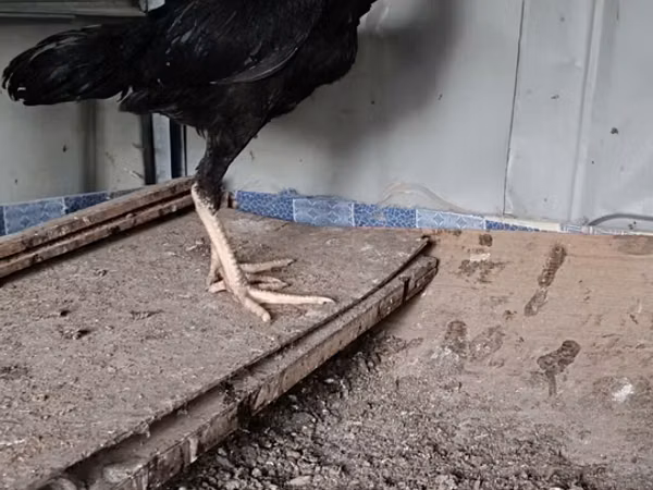 Chickens — Azerbaijan