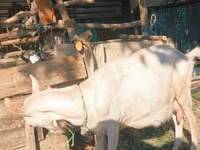Goat, Saanen goat — photo 2