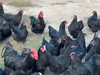 Australorp — sawirka 6