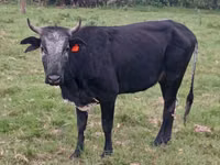 गाय, मवेशी — फ़ोटो 3