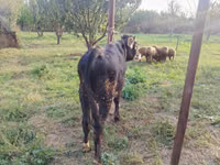 Toro, Razza rossa-mottled — foto 4