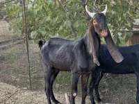Koza, Kamori goats — foto 2