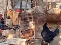 Chickens — รูปภาพ 7
