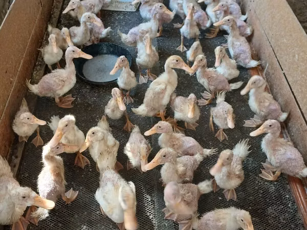 Ducks — Azerbejdżan