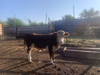 Lembu jantan, Simmental cattle — foto 2