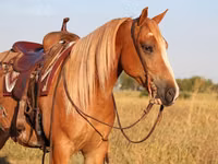 اسب نر, Gypsy horse — عکس 6