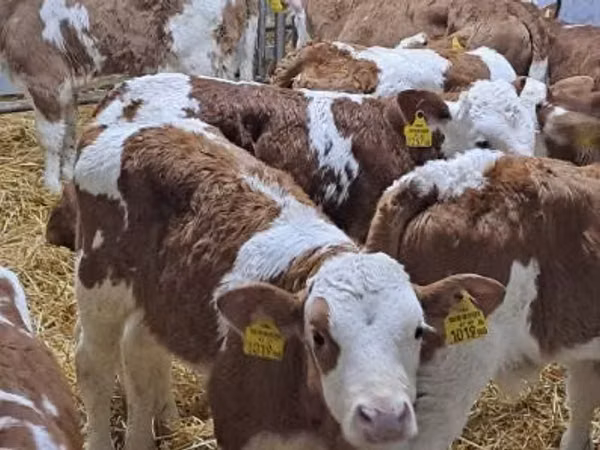 Skot (série, pohlaví neuvedeno), Simmental cattle