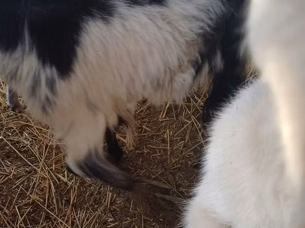 Goat, LaMancha goats