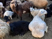 بز ماده, بز — عکس 1