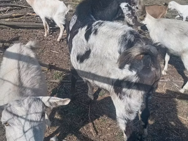 Billy Goat, Nubian Goat — Moldova