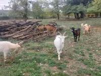 Kambing (lot, jantina tidak dinyatakan), Goats — foto 4