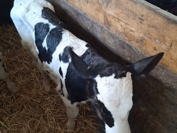 गाय, Russian Black pied cattle