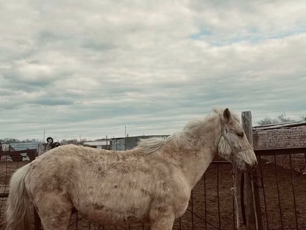Mare, Horses — Kazakhstan
