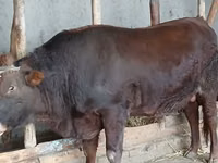 Lembu jantan, Red Steppe Cow — foto 3