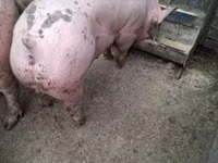 Sow — photo 3