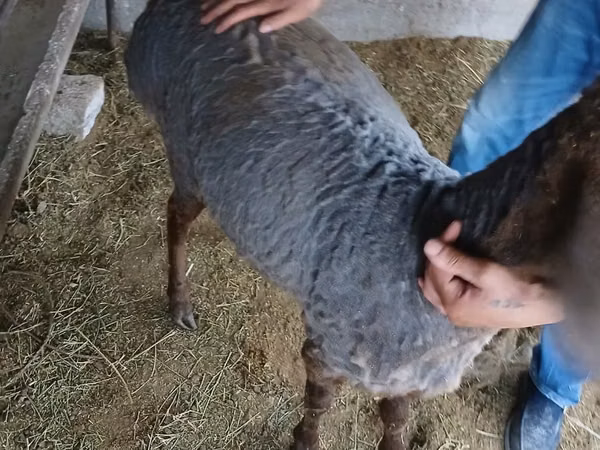 Ram, Hissar sheep — Kazakhstan