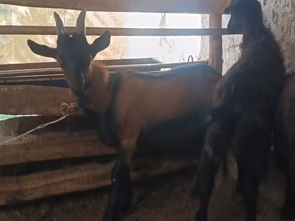 Goat, Goats — Uzbekistan