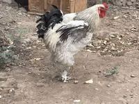 Brahma — foto 3