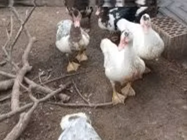 Ducks